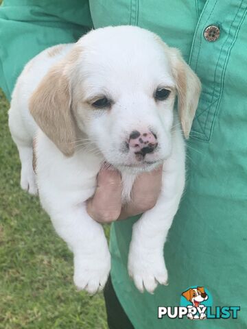 Adorable Jack Russell x Mini Dachshund