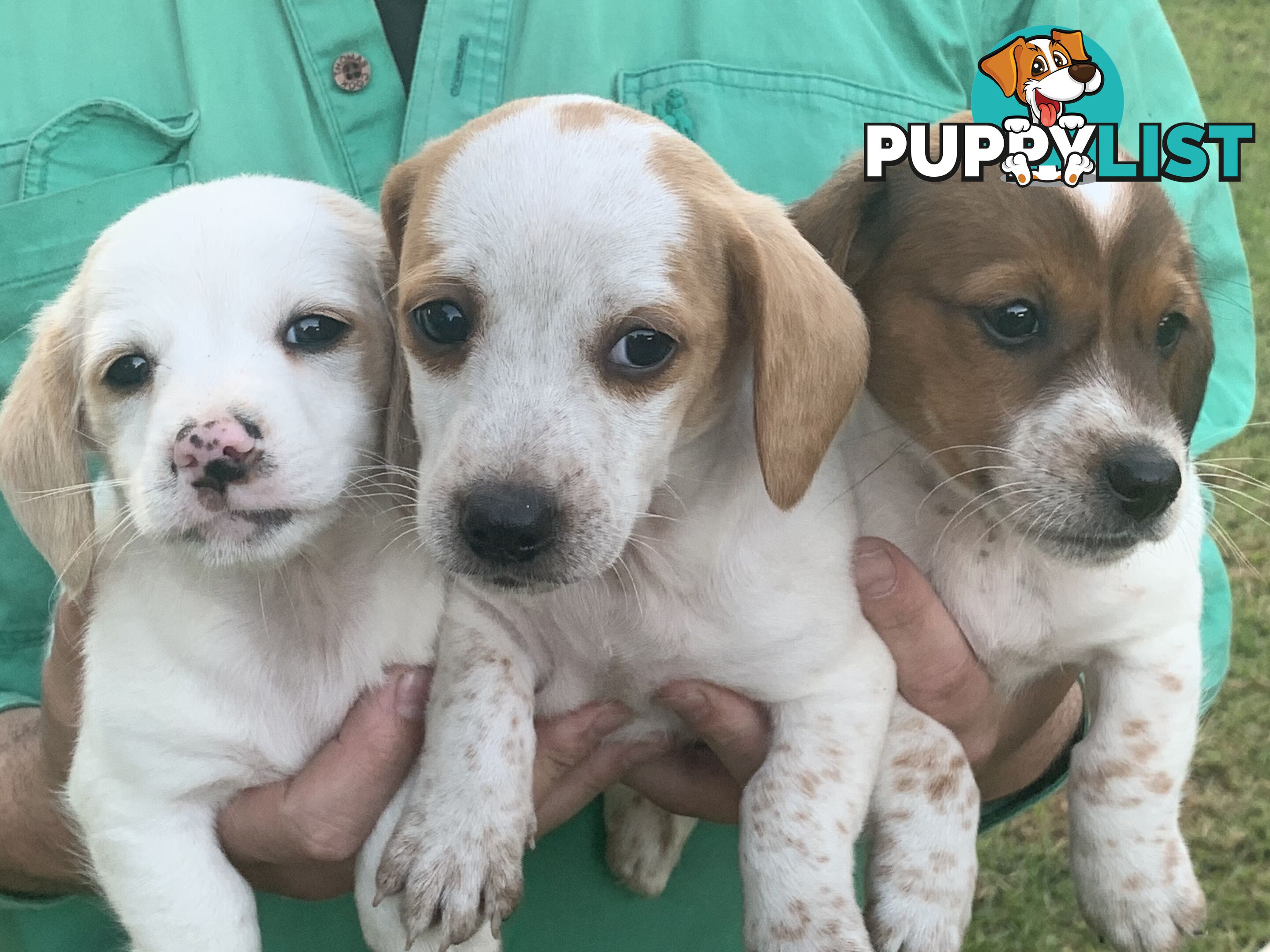 Adorable Jack Russell x Mini Dachshund