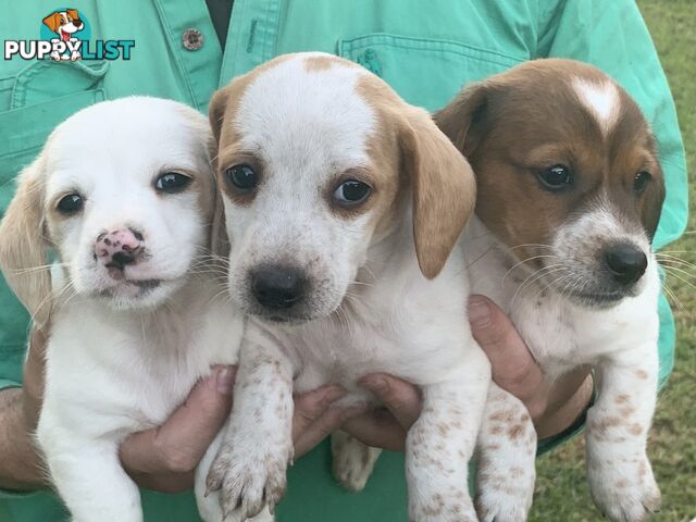 Adorable Jack Russell x Mini Dachshund