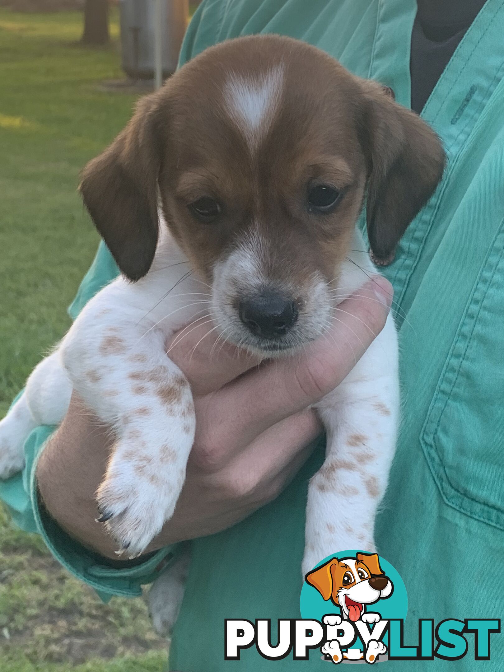 Adorable Jack Russell x Mini Dachshund