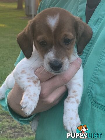 Adorable Jack Russell x Mini Dachshund