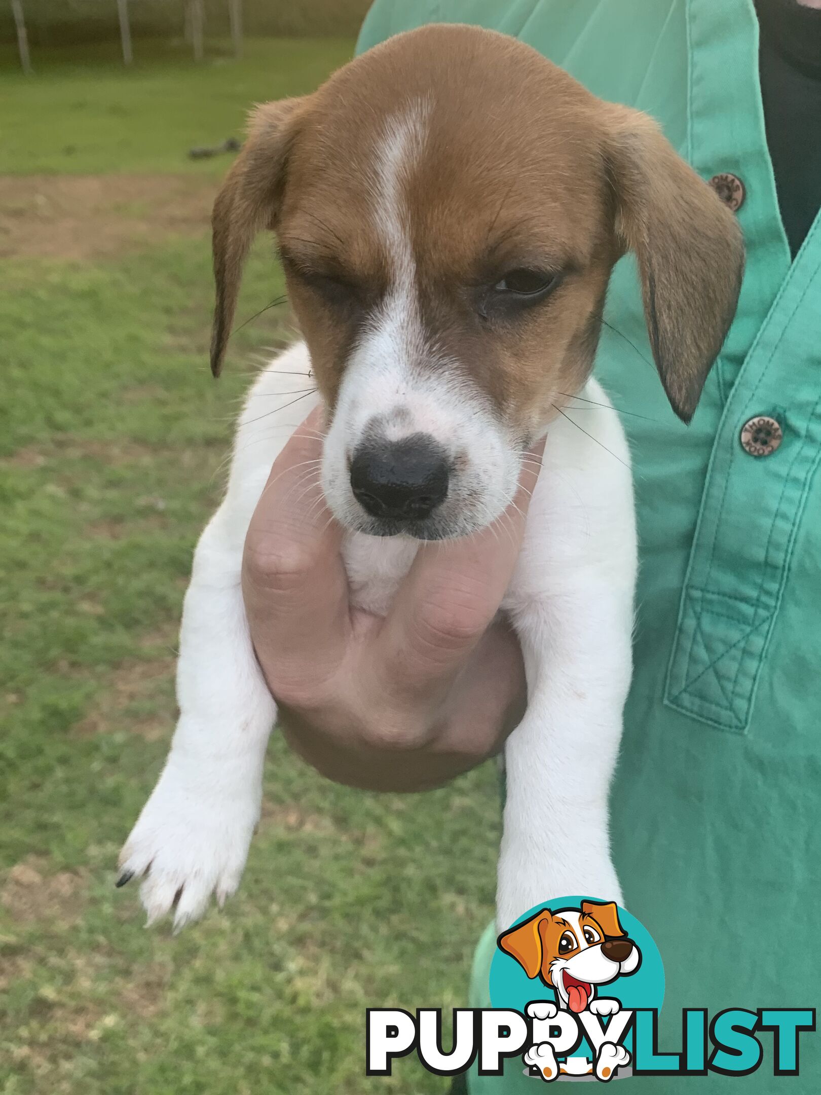 Adorable Jack Russell x Mini Dachshund