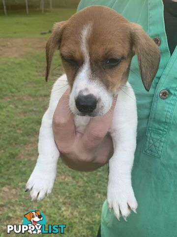 Adorable Jack Russell x Mini Dachshund