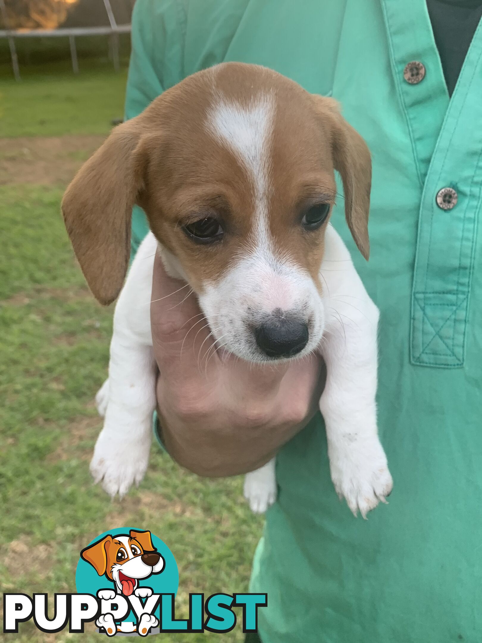 Adorable Jack Russell x Mini Dachshund