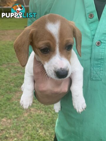 Adorable Jack Russell x Mini Dachshund