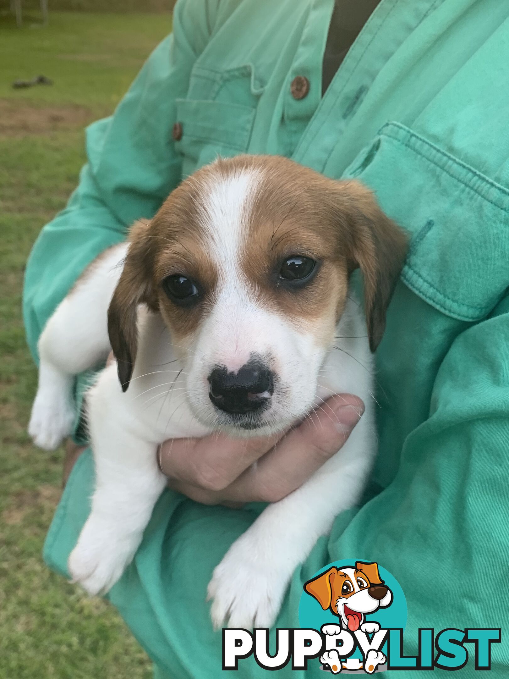 Adorable Jack Russell x Mini Dachshund