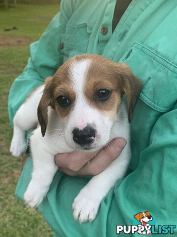 Adorable Jack Russell x Mini Dachshund