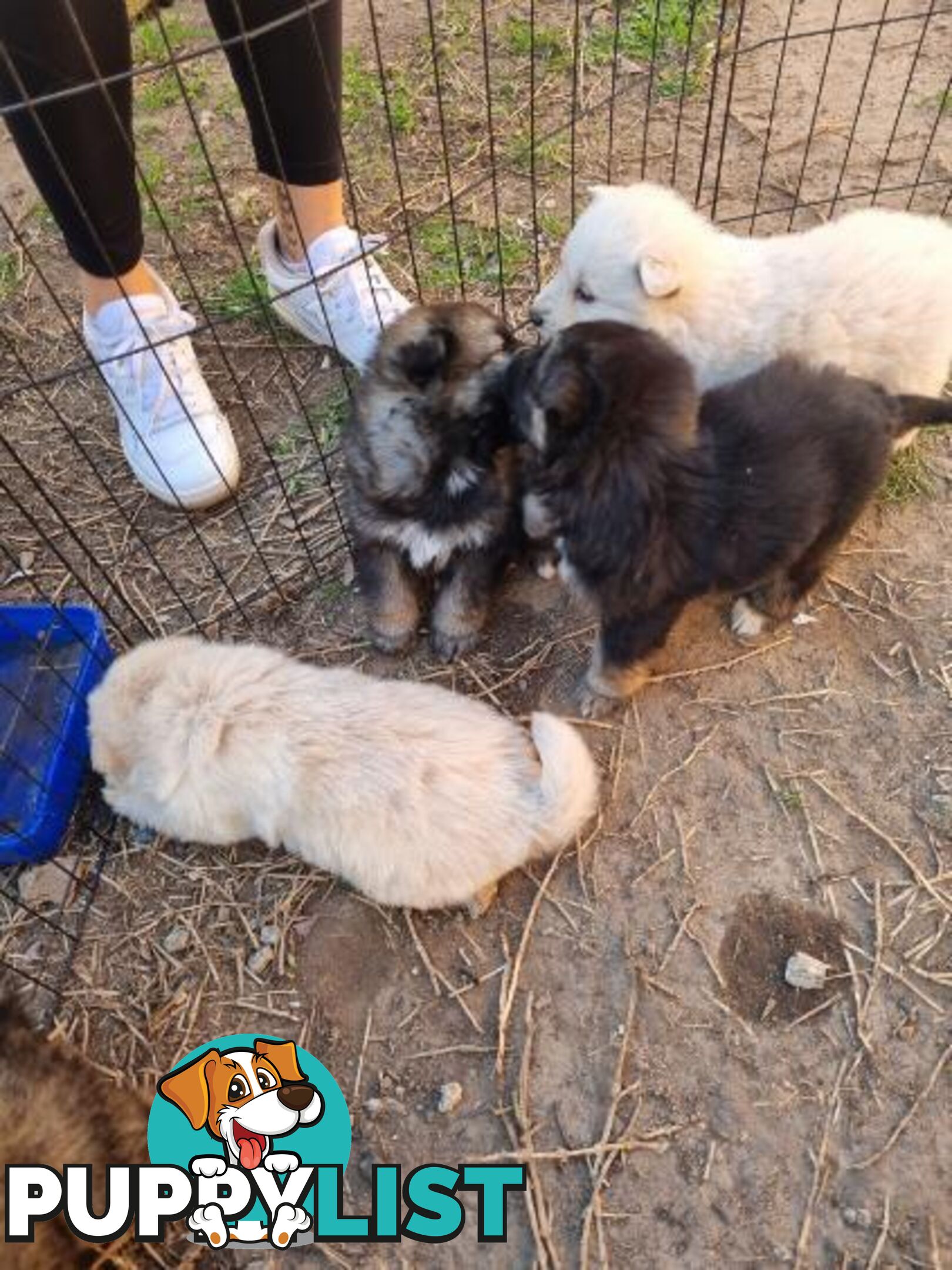 German shepherd puppies