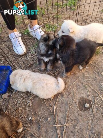 German shepherd puppies