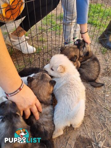 German shepherd puppies