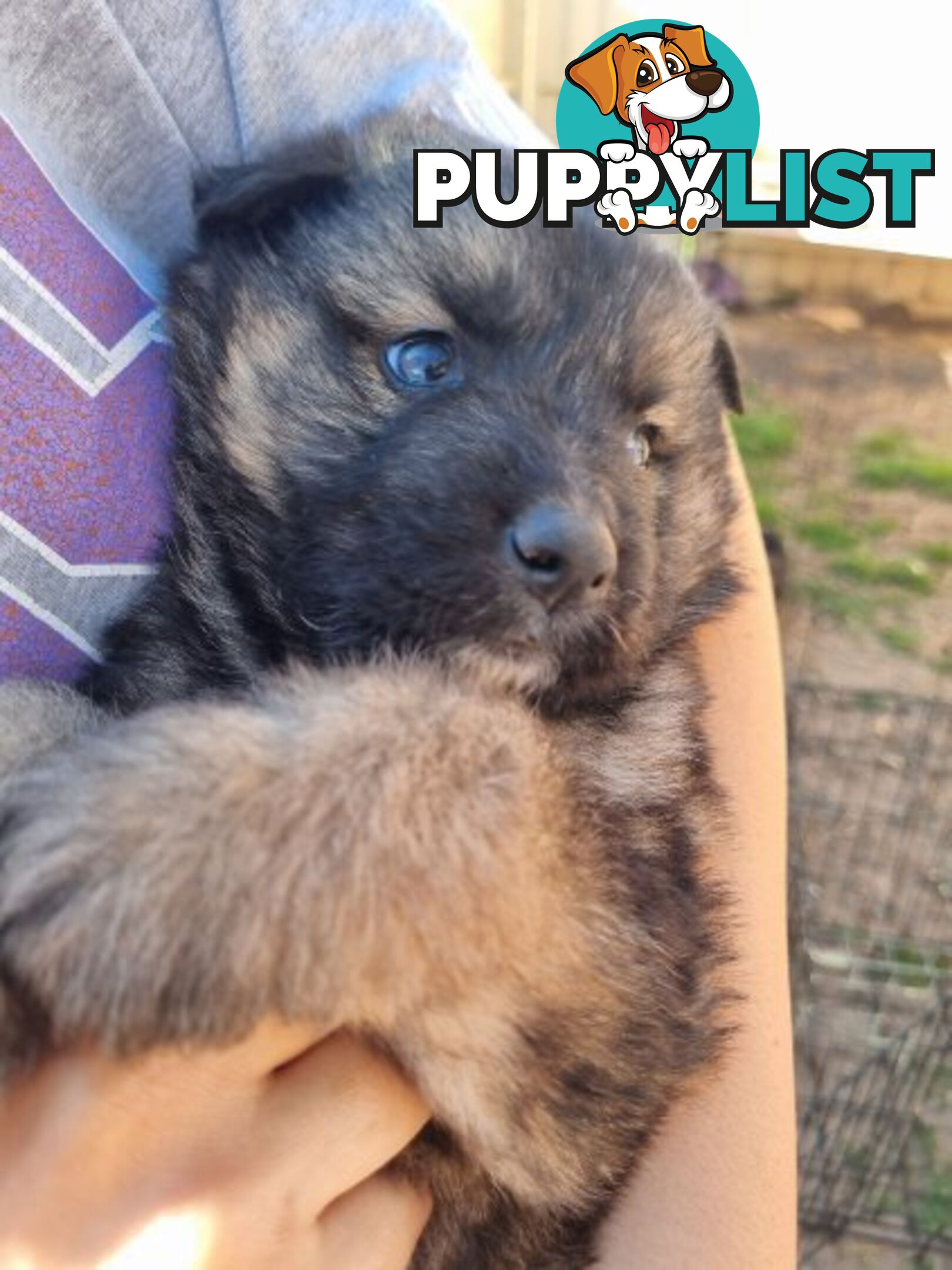 German shepherd puppies