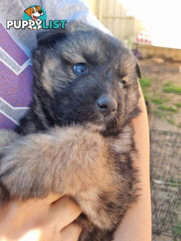 German shepherd puppies