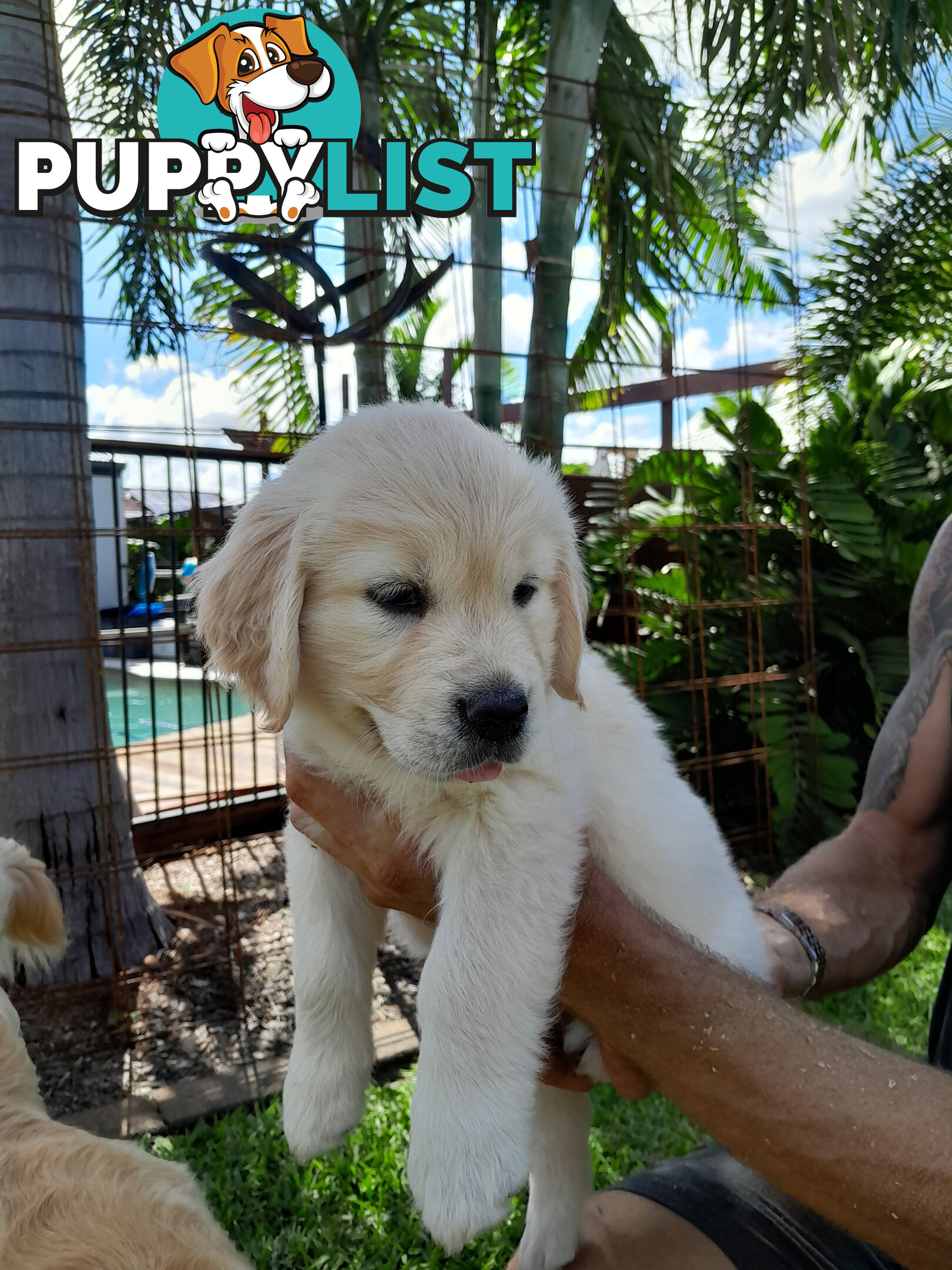 Gorgeous Golden Retriever puppies