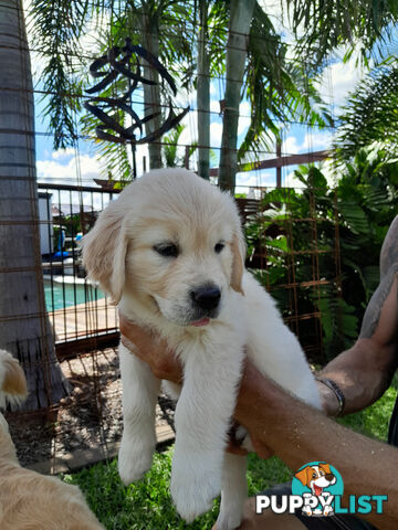 Gorgeous Golden Retriever puppies