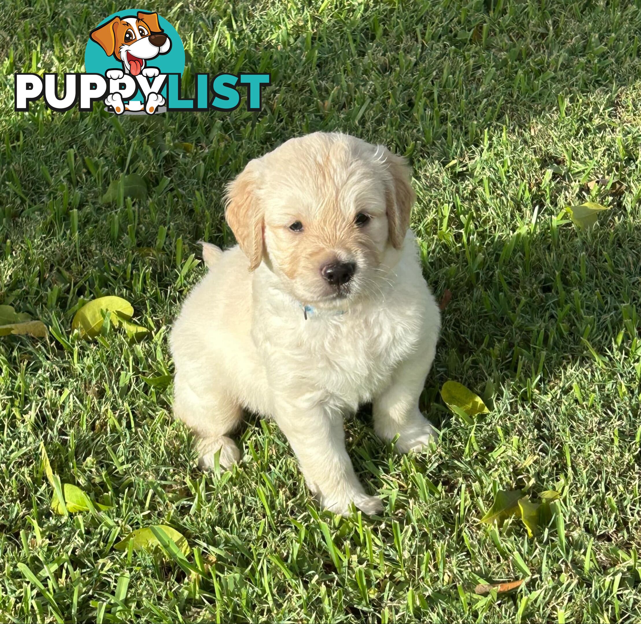 Gorgeous Golden Retriever puppies