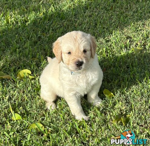 Gorgeous Golden Retriever puppies