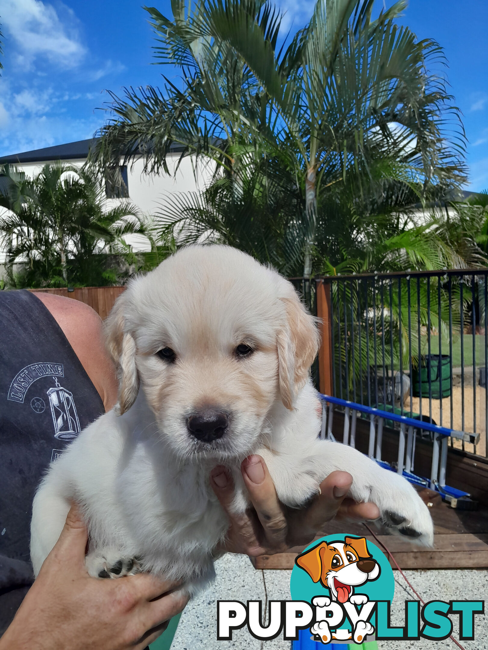 Gorgeous Golden Retriever puppies