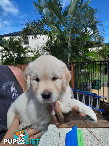 Gorgeous Golden Retriever puppies