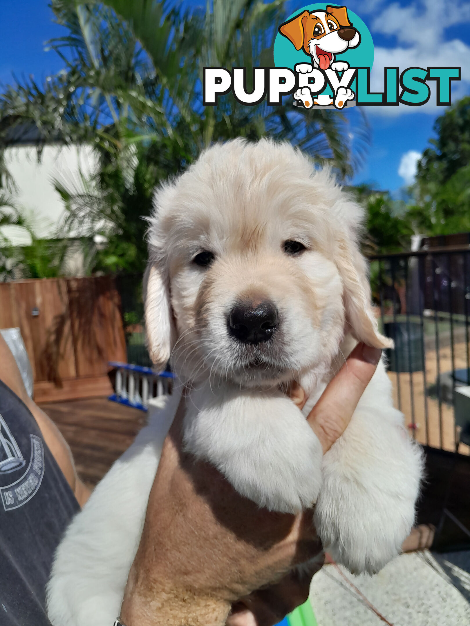 Gorgeous Golden Retriever puppies