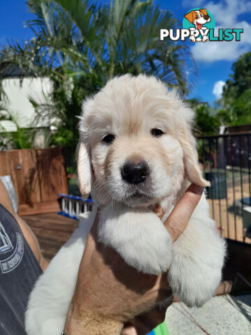 Gorgeous Golden Retriever puppies