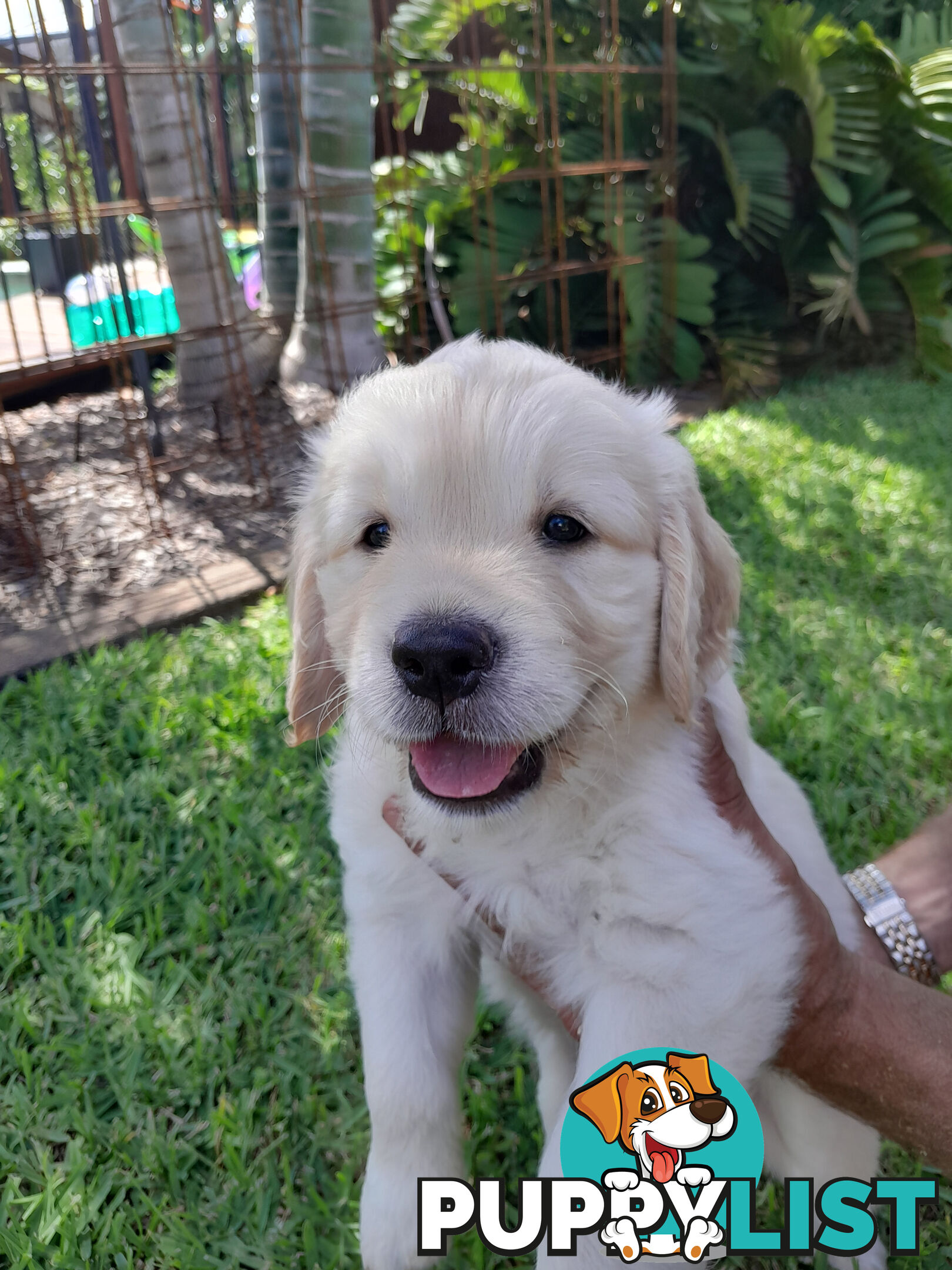 Gorgeous Golden Retriever puppies