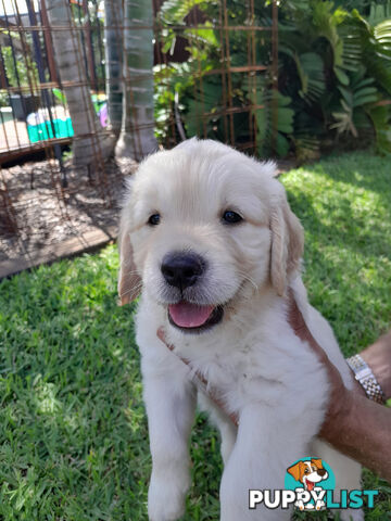 Gorgeous Golden Retriever puppies