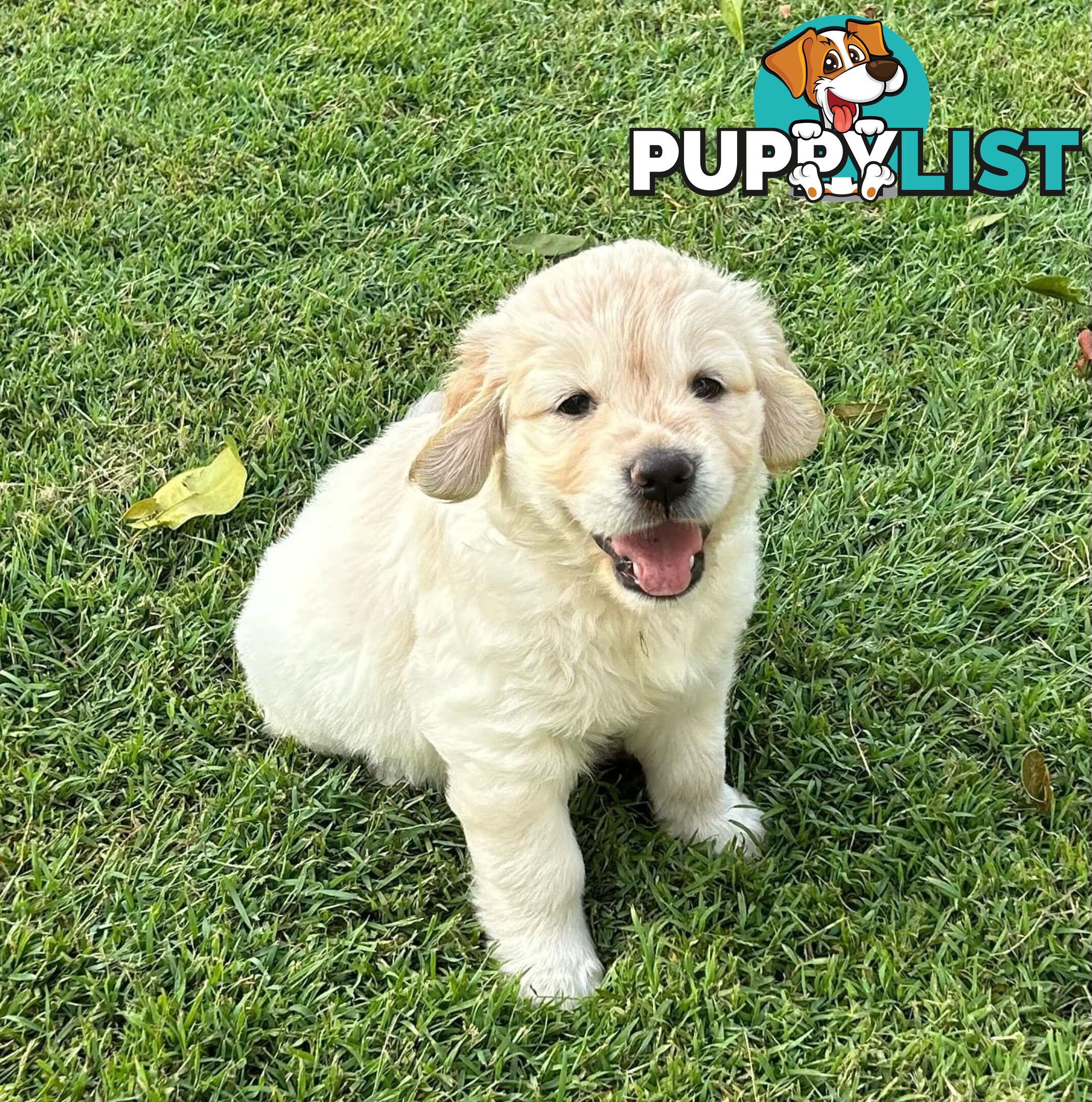 Gorgeous Golden Retriever puppies