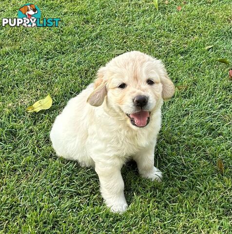 Gorgeous Golden Retriever puppies