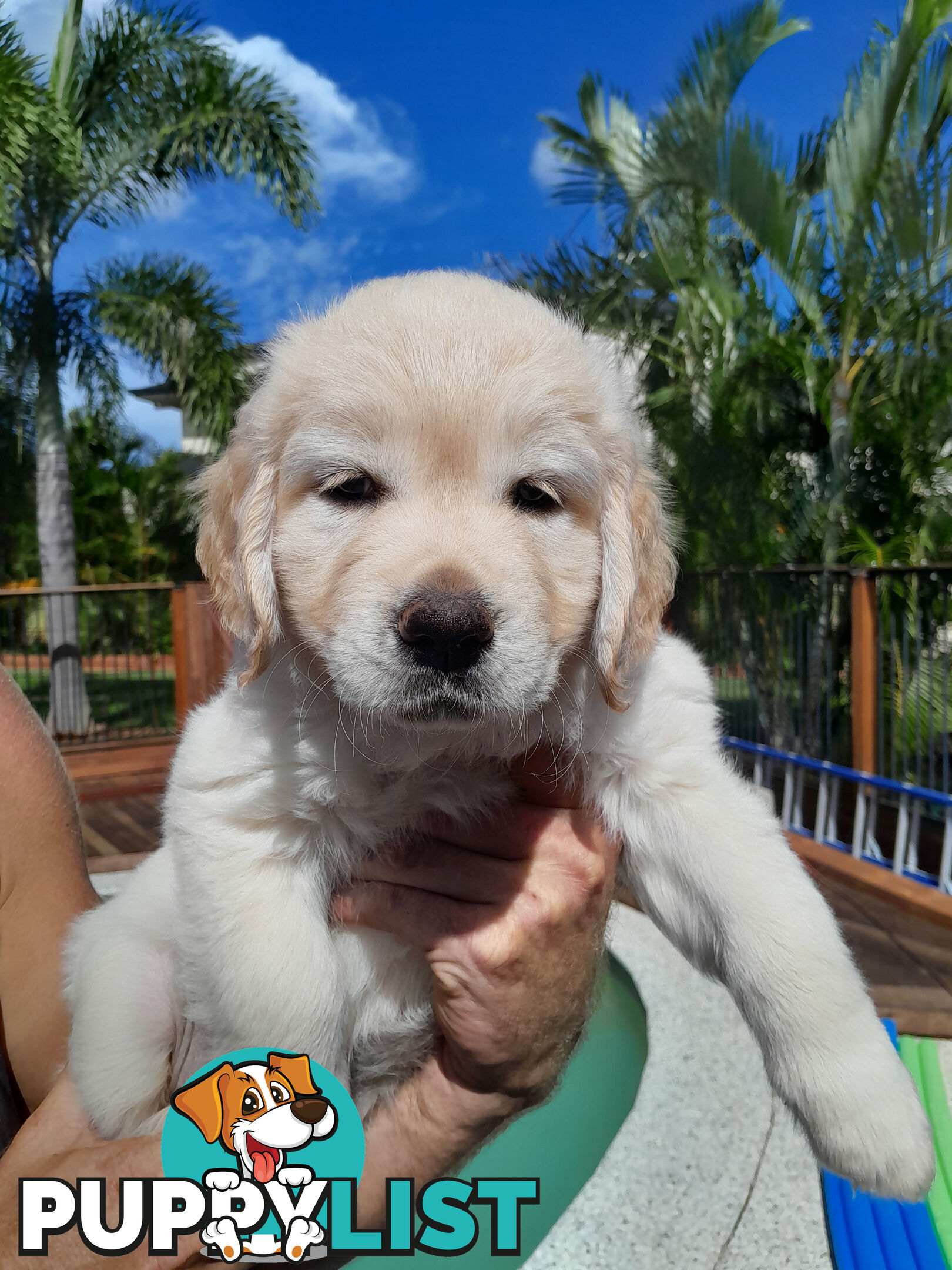 Gorgeous Golden Retriever puppies