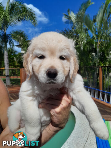 Gorgeous Golden Retriever puppies