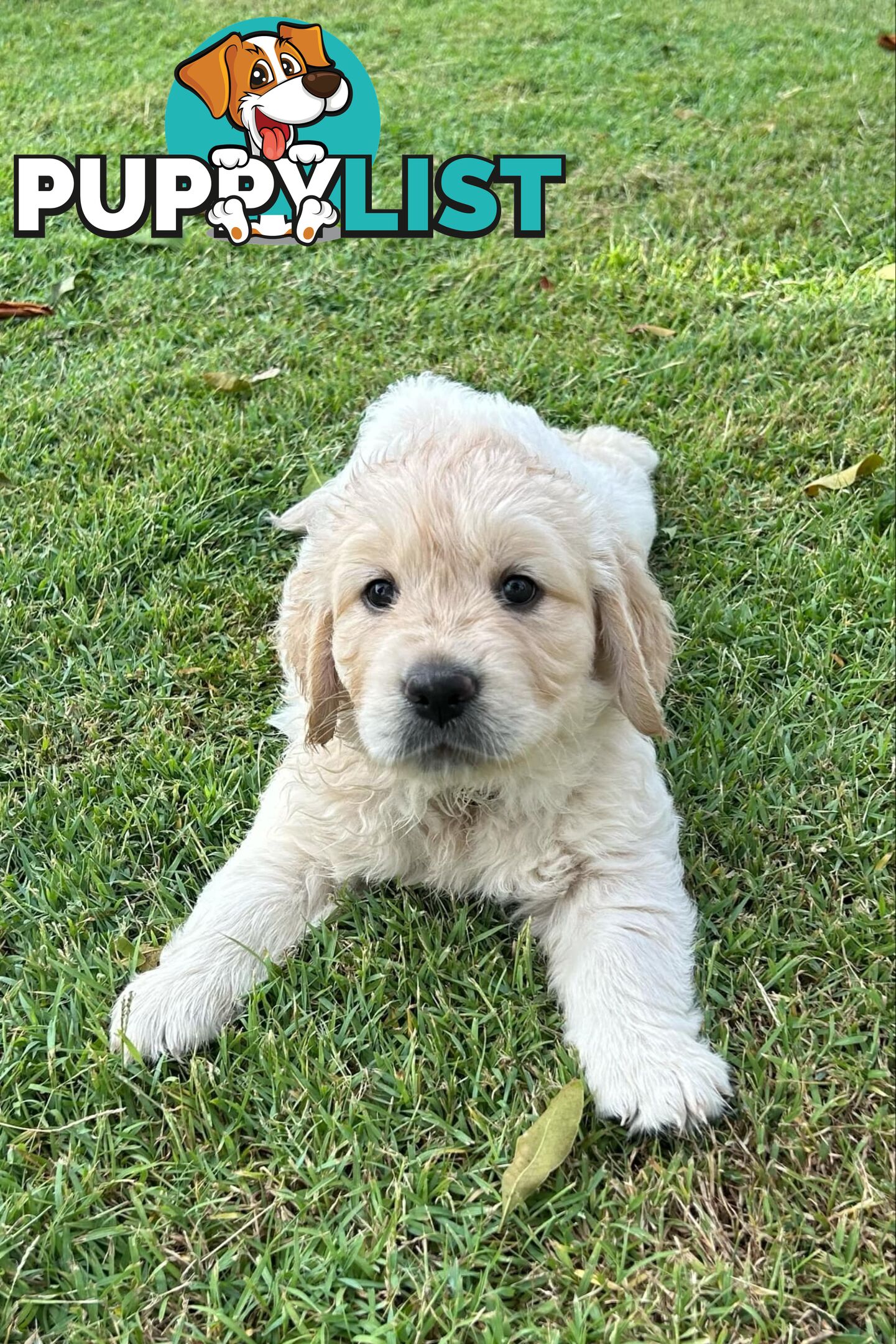 Gorgeous Golden Retriever puppies