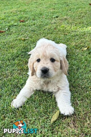 Gorgeous Golden Retriever puppies