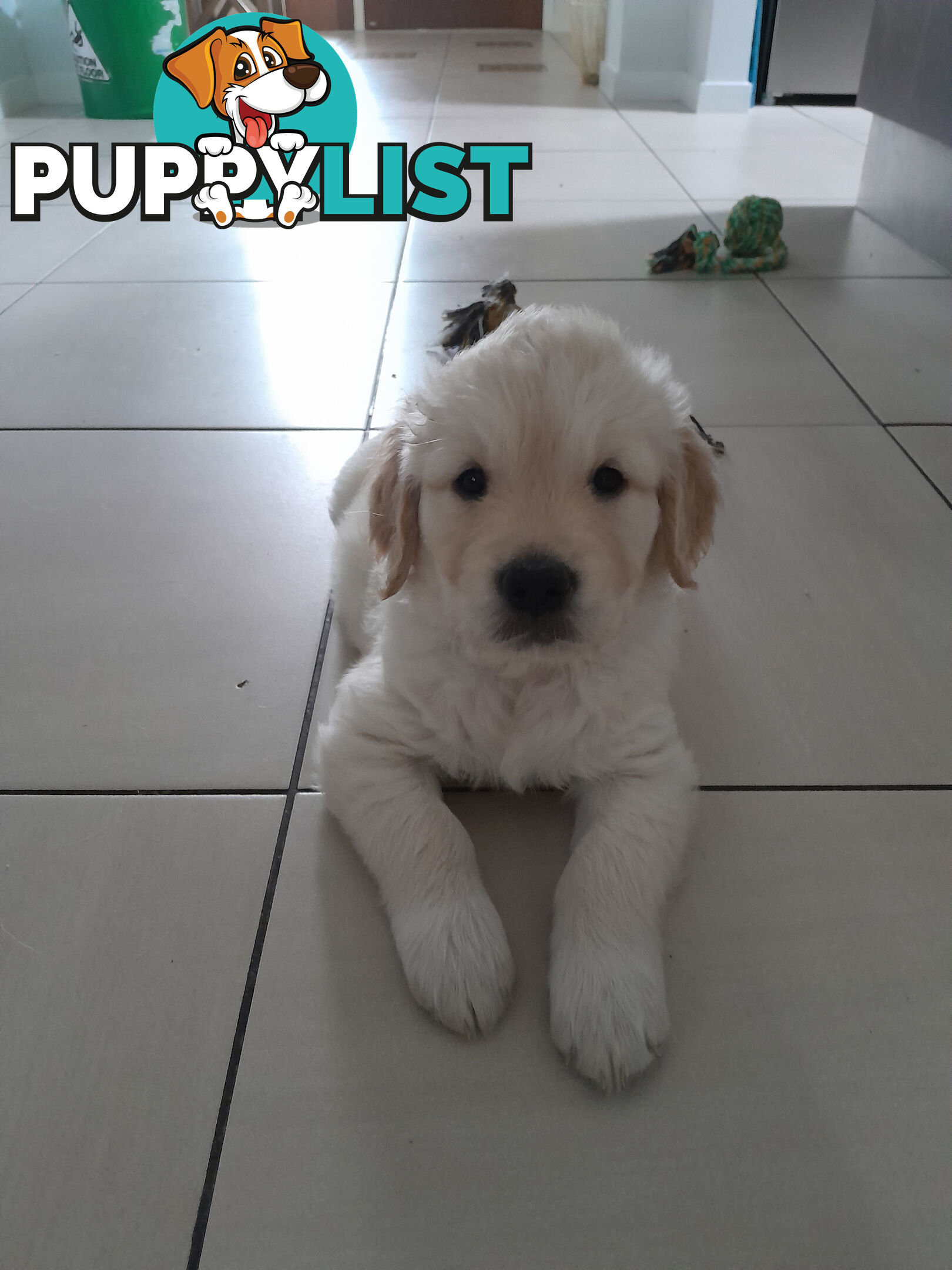 Gorgeous Golden Retriever puppies