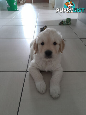 Gorgeous Golden Retriever puppies