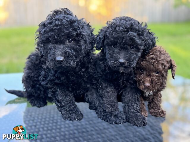 Puppies avail now. Toy poodle, pure, baby boys. Oakleigh. Free deliv.