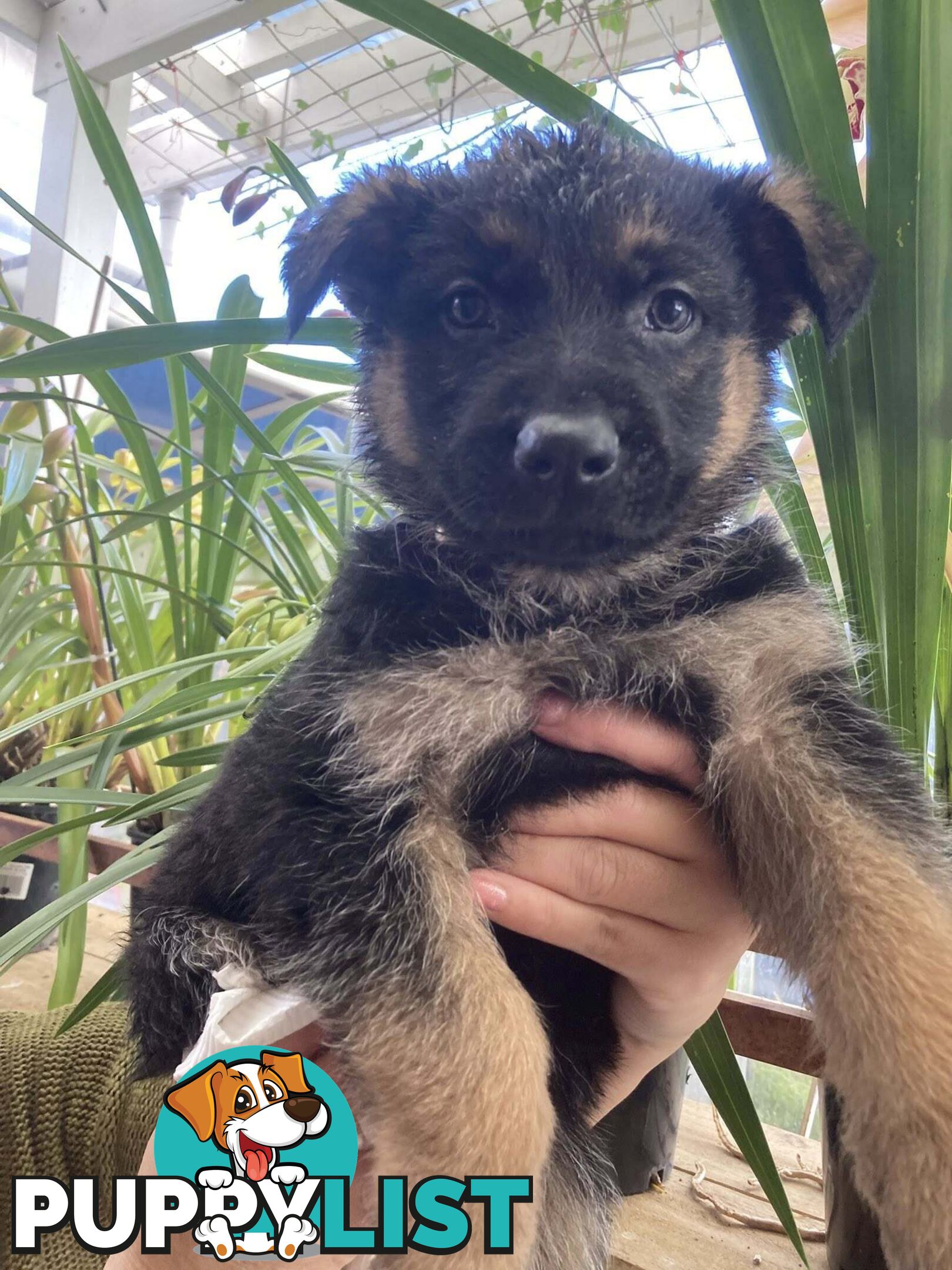 German Shepherd puppies