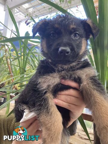 German Shepherd puppies