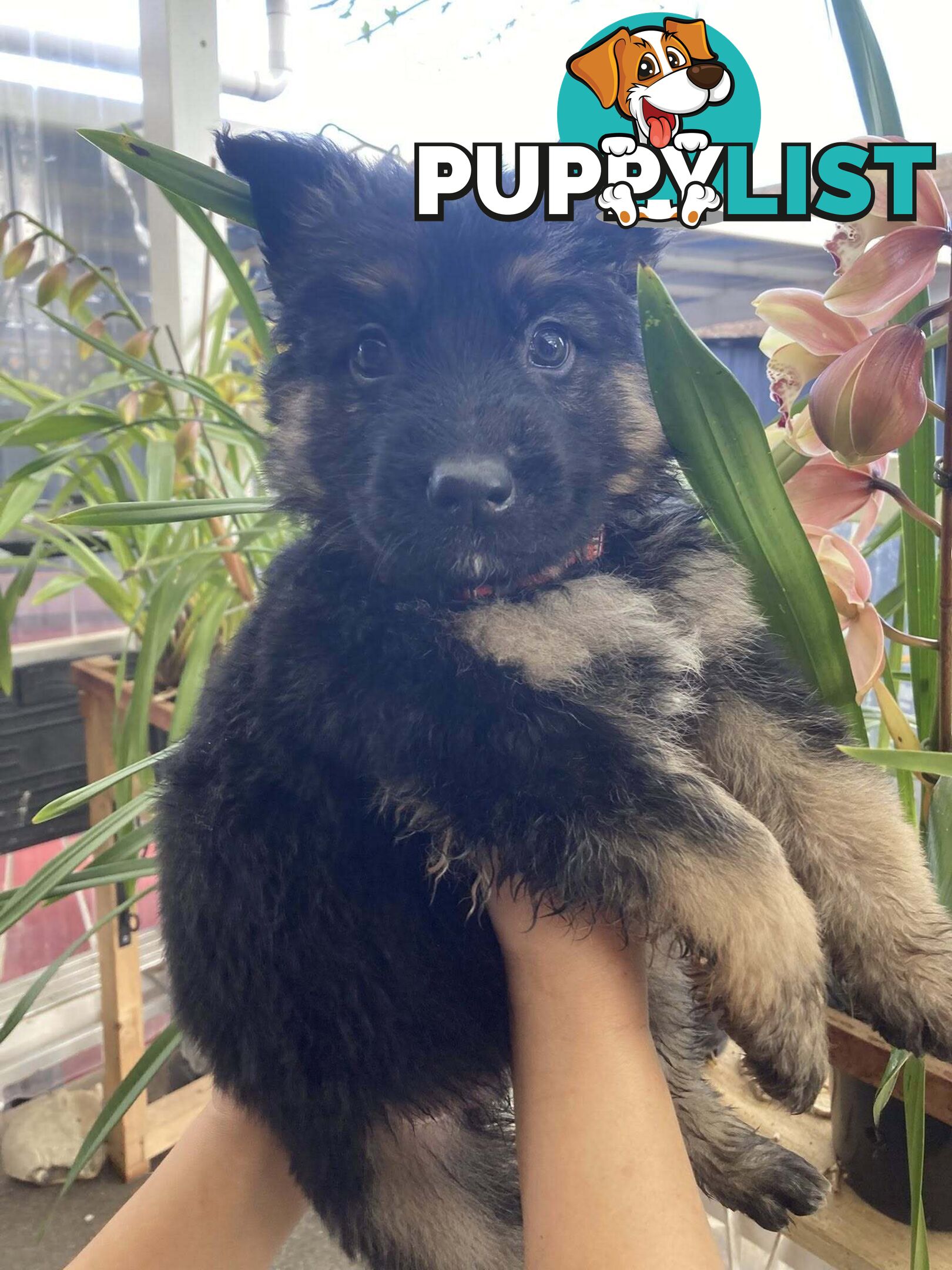 German Shepherd puppies