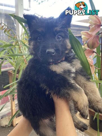 German Shepherd puppies