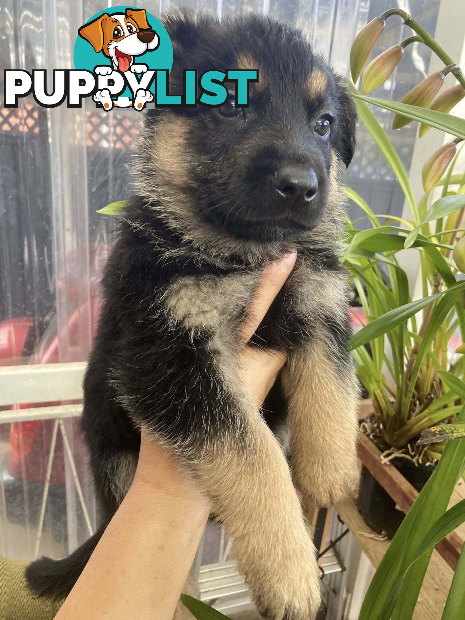 German Shepherd puppies