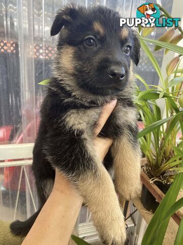 German Shepherd puppies