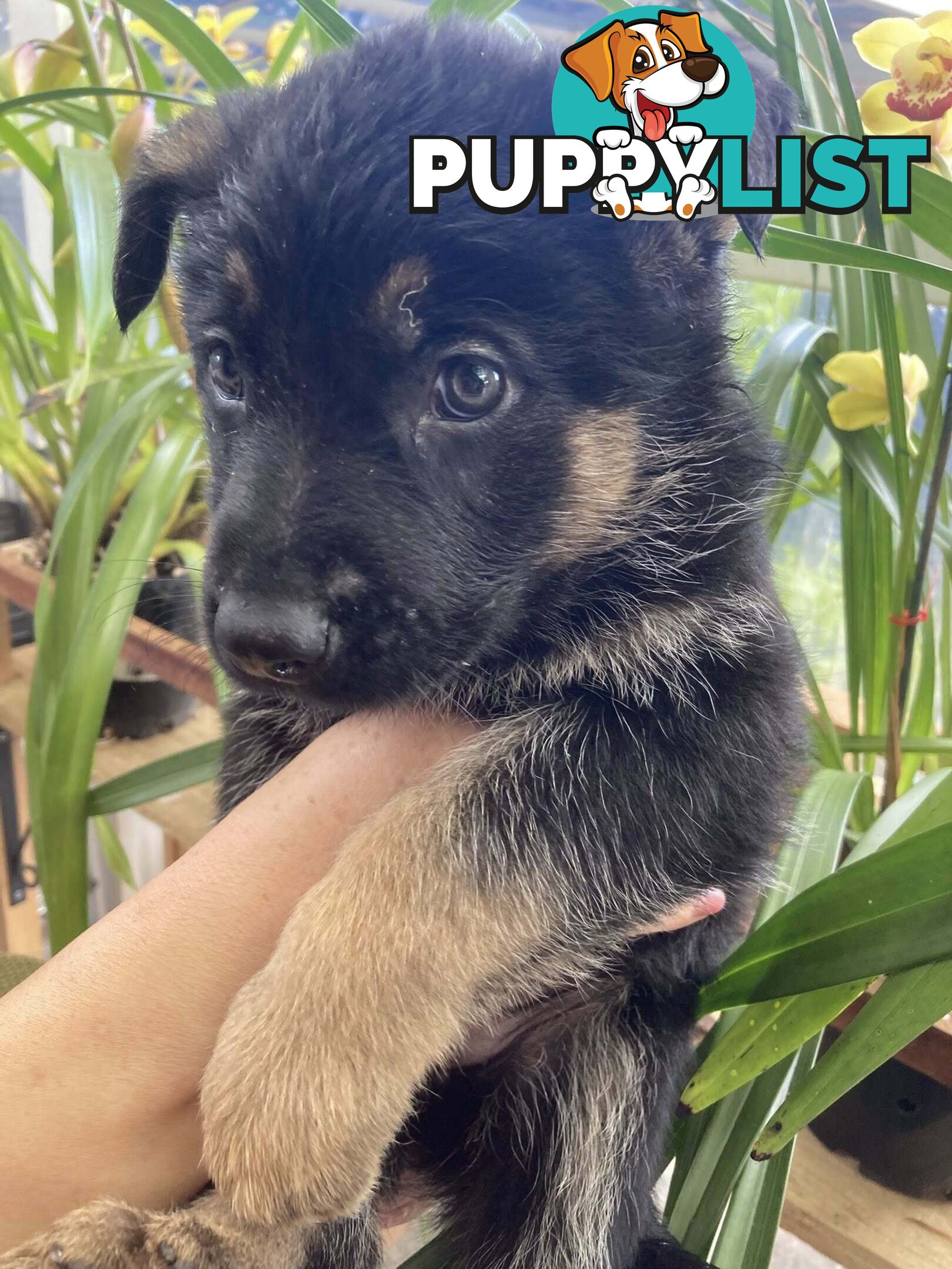 German Shepherd puppies