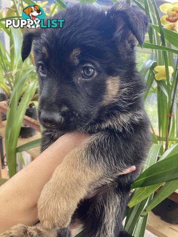 German Shepherd puppies