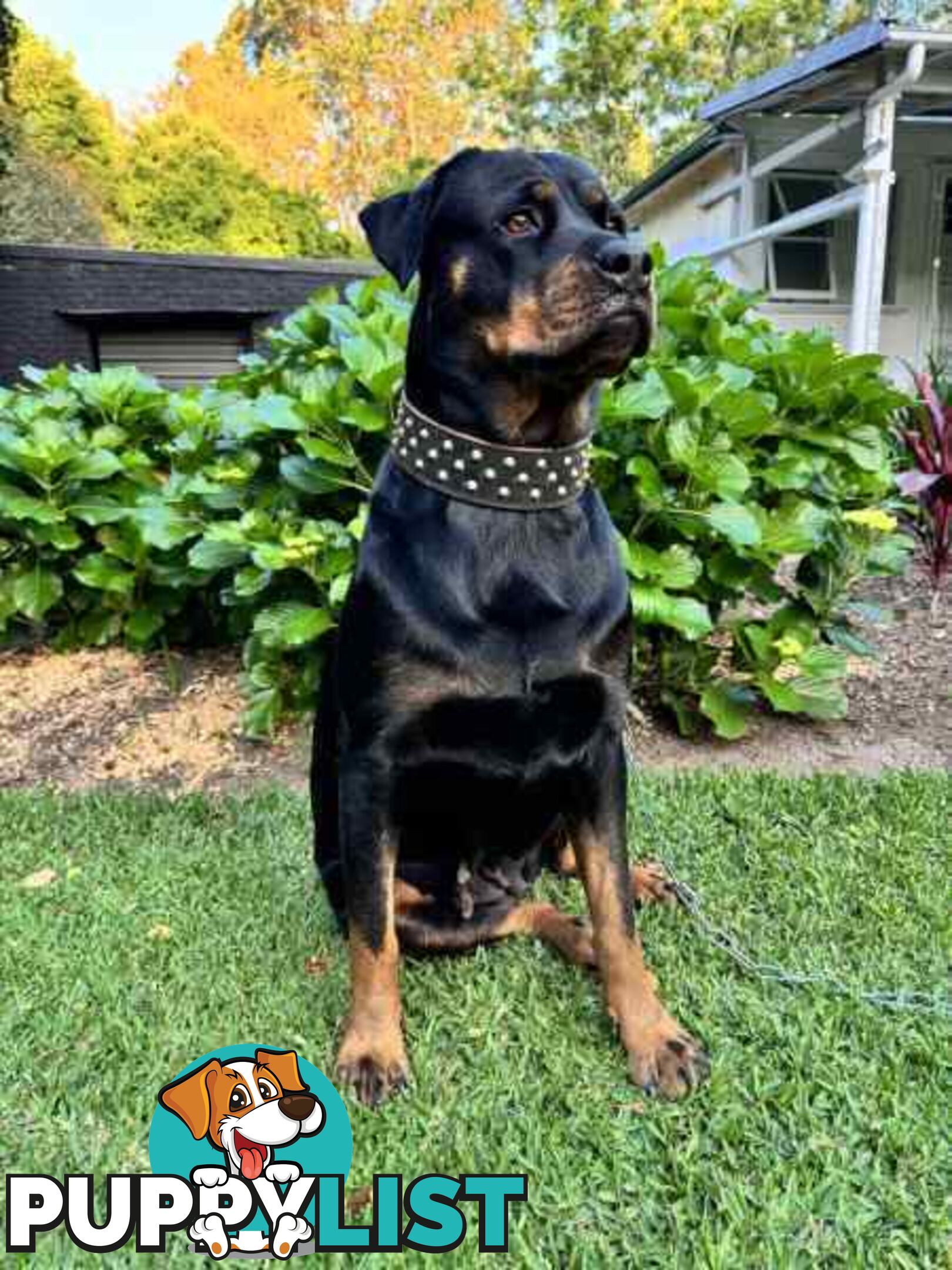 Purebred Rottweiler Female For Sale