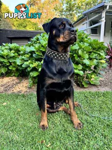 Purebred Rottweiler Female For Sale