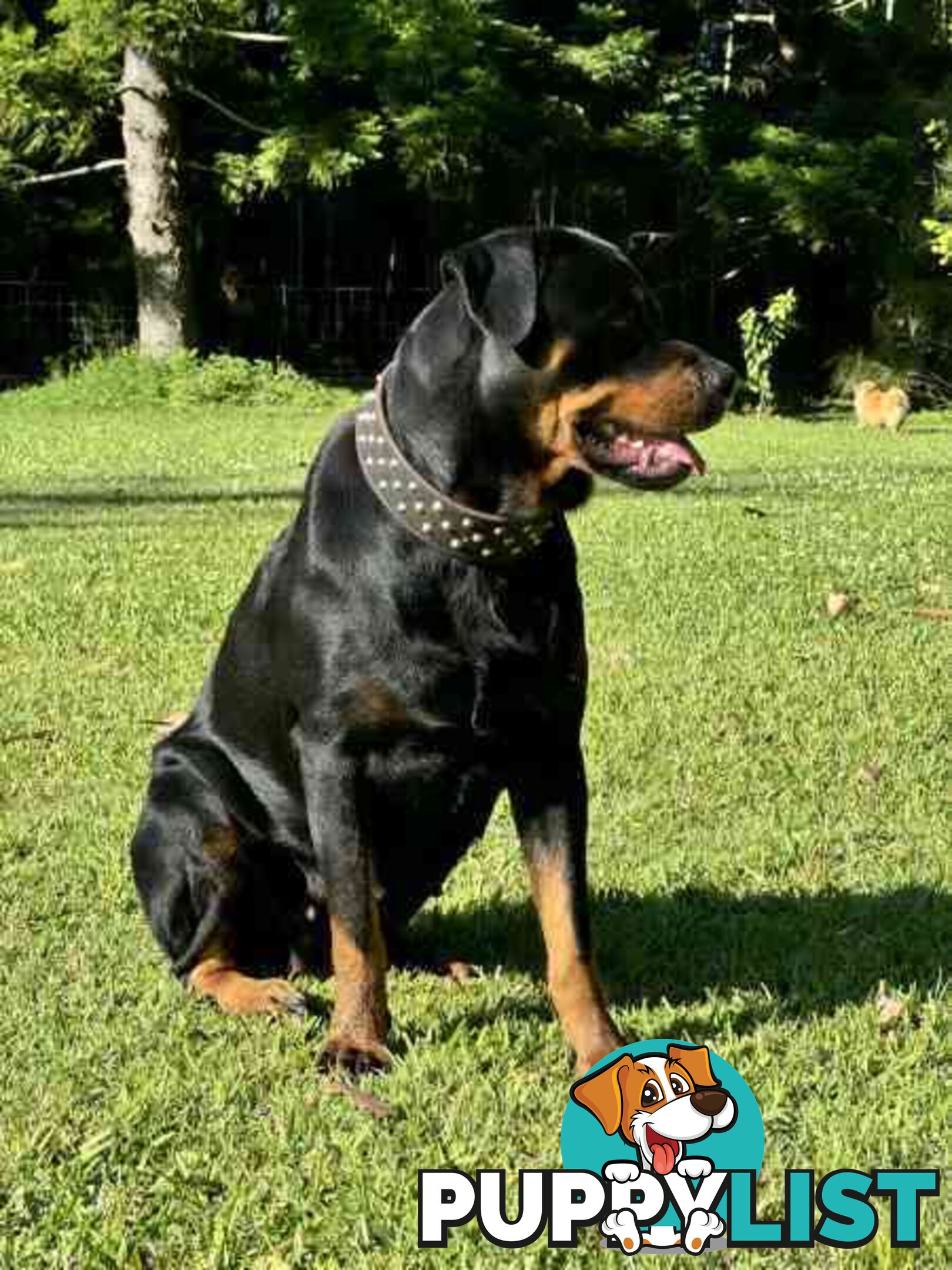 Purebred Rottweiler Female For Sale