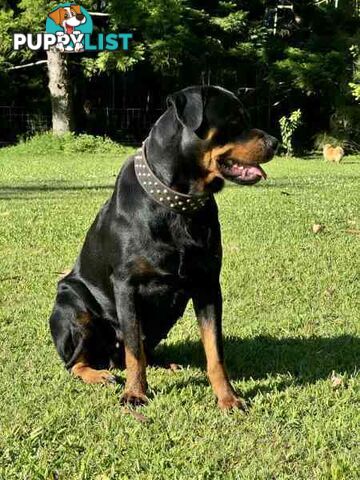 Purebred Rottweiler Female For Sale