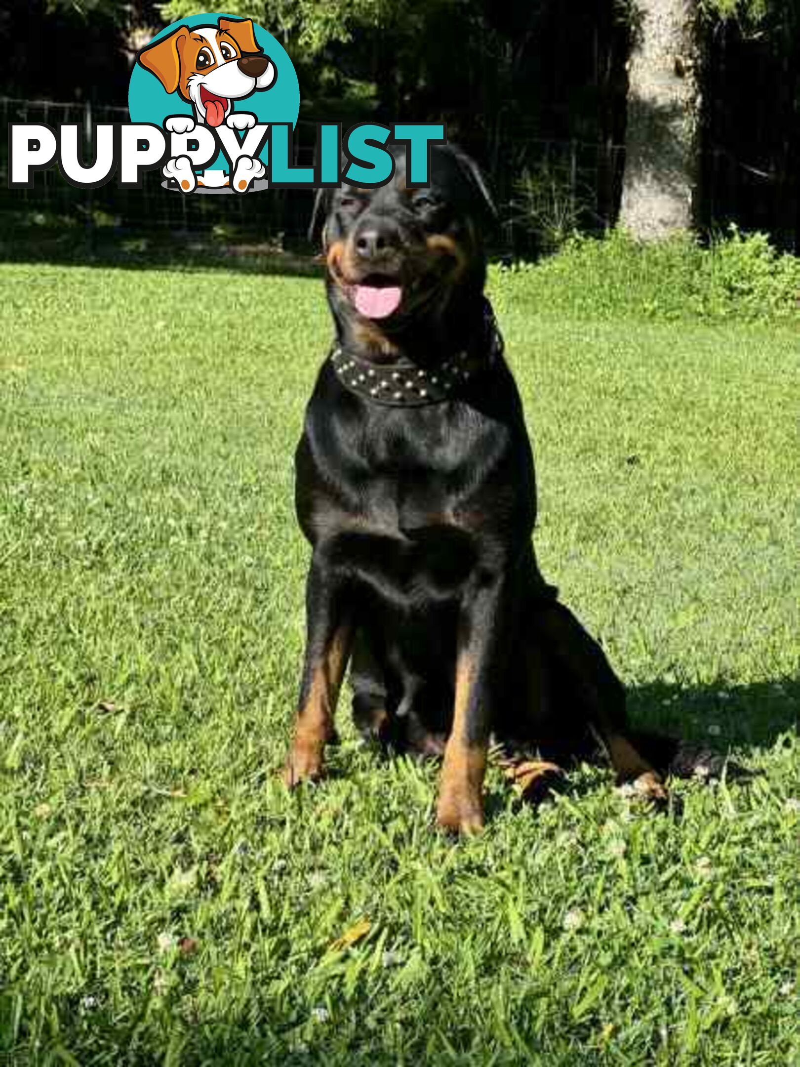 Purebred Rottweiler Female For Sale