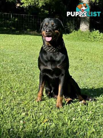 Purebred Rottweiler Female For Sale