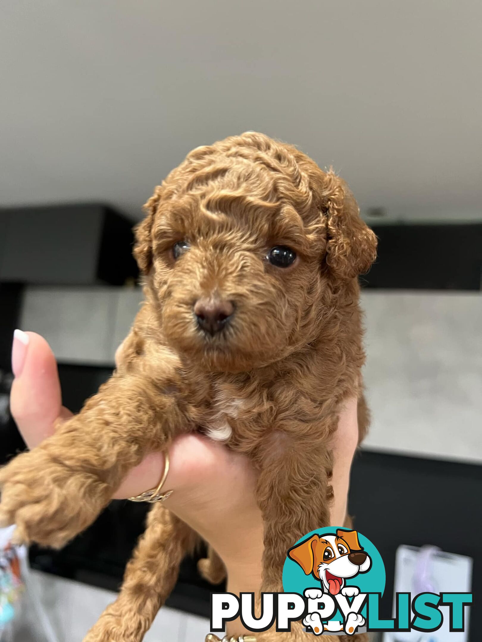 Purebred toy poodle puppies